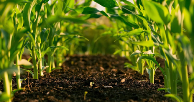 La salud del suelo es crucial para la producción de alimentos